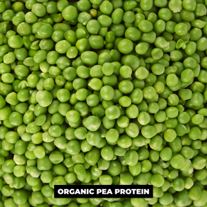 (Pre-Order) 1.65 lbs. Pea Protein Powder