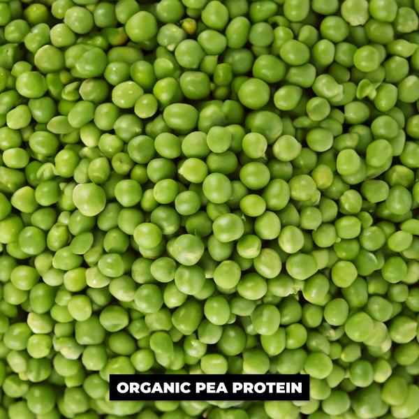 (Pre-Order) 1.65 lbs. Pea Protein Powder